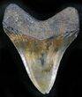 Bargain Megalodon Tooth - South Carolina #28013-1